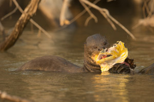 otter